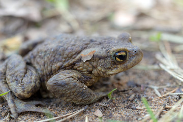 toad on the ground