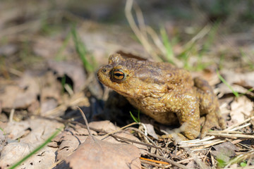 portrait of a toad closeup
