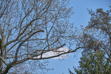 White puffy cloud behind bare branches in spring