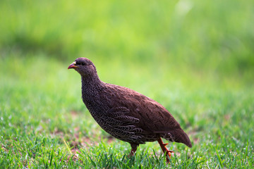 Natal Francolin in Natural Habitat Mpumalanga South Africa