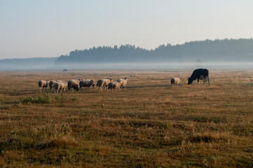 Fototapeta na wymiar The cattleman and sheep that pasturing in the meadow of brown color far away. Foggy weather. Early autumn. Morning