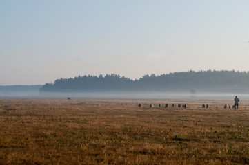 Fototapeta na wymiar The cattleman and sheep that pasturing in the meadow of brown color far away. Foggy weather. Early autumn. Morning