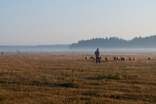 The cattleman and sheep that pasturing in the meadow of brown color far away. Foggy weather. Early autumn. Morning