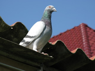 The homing pigeon is a variety of domesticated Rock Pigeon (Columba livia domestica) that has been...
