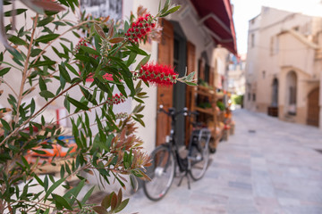 Fototapeta na wymiar Red flowers on a Callistemon viminalis plant, with a bicylcle and a street of Saint Florent in the background