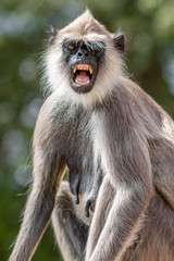 Grey Langur