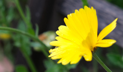 une fleur jaune et  goutes de pluie