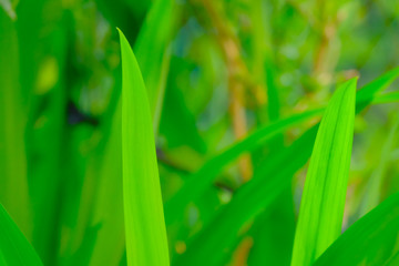 Obraz premium Lunghe foglie verdi in un giardino.