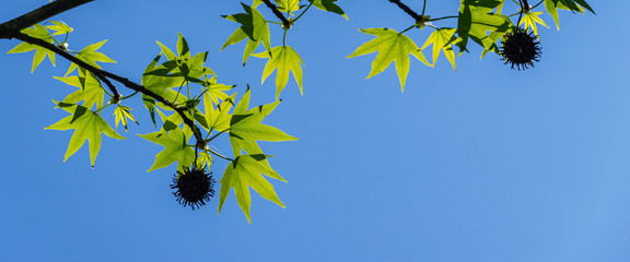 Liquidambar styraciflua or American sweetgum with fresh green leaves and spiky black balls seeds on...