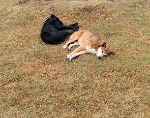 Dos perros callejeros, uno negro, el otro amarillo, tomando una siesta en las horas de la tarde, en...