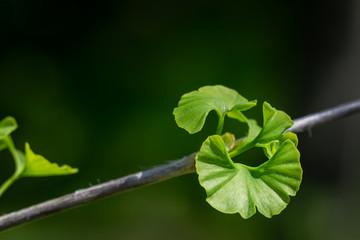 Ginkgo tree (Ginkgo biloba) or gingko with brightly green new leaves against background of blurry...