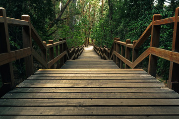 Beautiful wooden path - Powered by Adobe