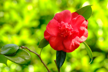 Obraz premium Un rosso fiore di camelia su un ramo.