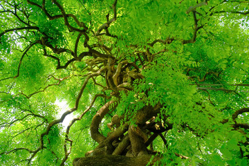 Albero chiamato Sophora Japonica ricoperto di foglie verdi.