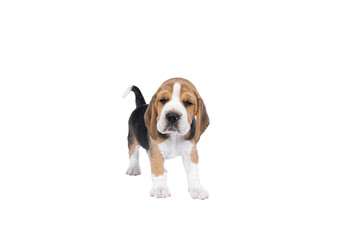 Portrait of a beagle dog pup standing isolated against a white background