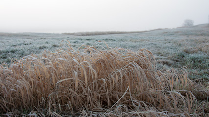 Hazy frozen landscape with straw in foreground