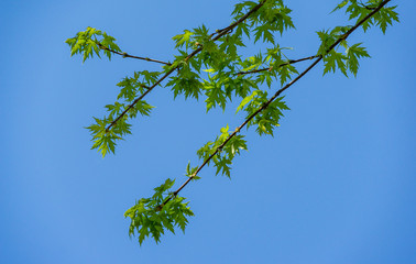 Maple Acer saccharinum with new green leaves against blue sky. Young bright foliage on Acer saccharinum in sunny spring day. Nature concept for any design. Soft selective focus. Place for your text