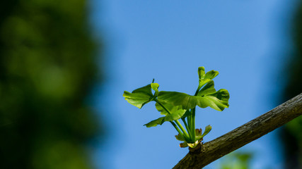 Ginkgo tree (Ginkgo biloba) or gingko with brightly green new leaves against blue sky  background...