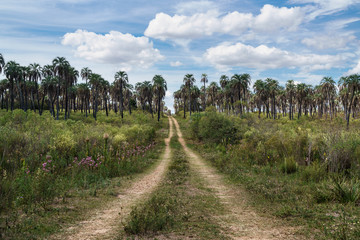 Fototapeta na wymiar Path in the field with palm trees