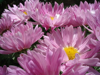 bouquet of pink and white flowers