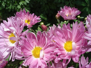 Obraz premium pink aster flowers close-up on a blurred background