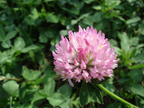 delicate pink clover flower