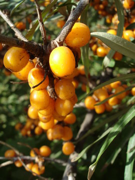 sea buckthorn berries on the tree among the leaves