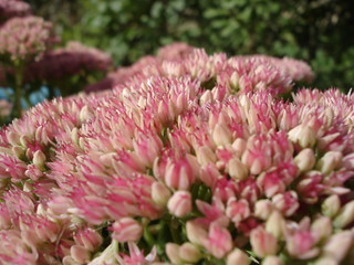 Sedum spectabile pink flowers texture close-up