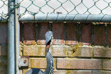 Gray heron landing in the city, Airòn, Airone cenerino, Ardea cinerea photographed in the foreground and very close