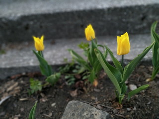 zółty tulipan w ziemi z kamienim