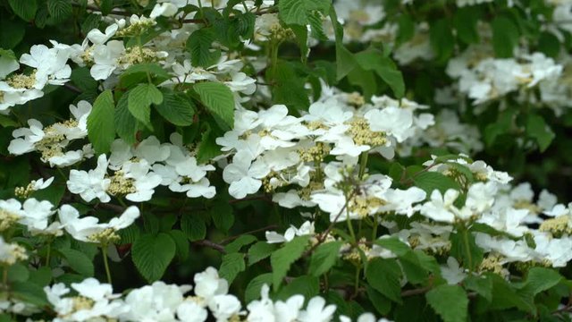 White flowers of a japanese snowball bush (viburnum plicatum tomentosum) moving in spring wind and sunshine