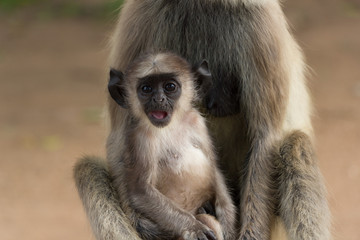 Grey Langur