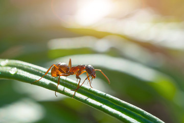 Ant on green plant close-up, macro photo. Nice soft sunlight. The concept of insects, environmental day.