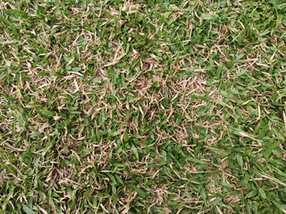 Texture of grass with some dead grass.