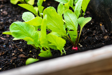 Close-up of young organic red radish (Raphanus sativus) with bright green leaves growing on raised bed. Concepts of urban gardening, home-grown vegetables, self-sufficient garden. Horizontal.