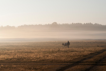 The cows that pasturing in the meadow of brown color far away. Foggy weather. Early autumn. Morning