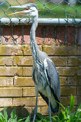Gray heron landing in the city, Air&ograve;n, Airone cenerino, Ardea cinerea photographed in the foreground and very close