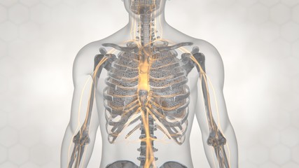 3d illustration of human lung structure.pneumonia.tuberculosis