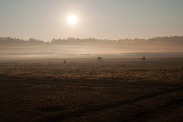 The cows that pasturing in the meadow of brown color far away. Foggy weather. Early autumn. Morning