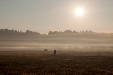 Obraz na płótnie Canvas The cows that pasturing in the meadow of brown color far away. Foggy weather. Early autumn. Morning
