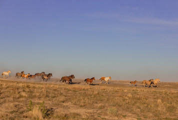 Obraz na płótnie Canvas Herd of Wild Horses Running in the Utah Desert in Spring