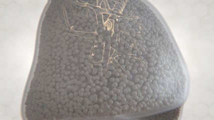 3d illustration of human lung structure.pneumonia.tuberculosis