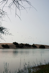 Pájaros volando sobre un lago en el desierto
