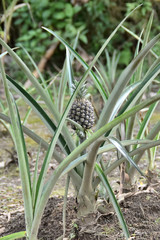 Obraz premium planting plants that produce pineapples