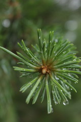 green plant close up in summer