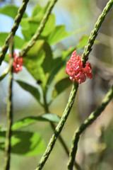 close-up of small red flowers