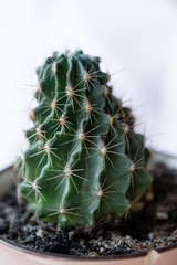 Closeup of a small spiny green succulent cactus in a pink pot on a white background.