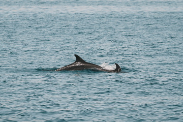 Dolphins are swimming near. Black dolphins. Fins in the water. Punta Púlpito. Baja California. Mexico.