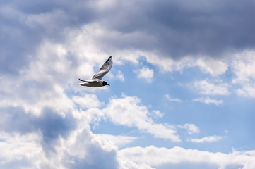 Lake Gull (LARUS RIDIBUNDUS) fly in storm  blue sky