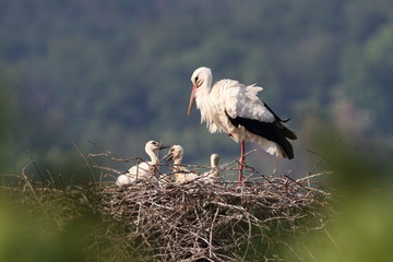 Storchennest in Bensheim Auerbach
